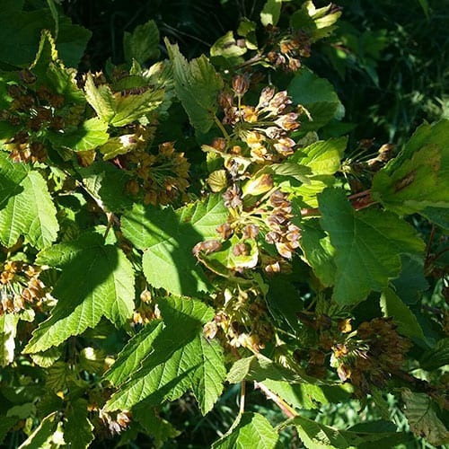 common-ninebark-crowwingswcd