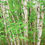 Thumbnail: Paper Birch