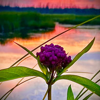 Swamp Milkweed by Sami Rice