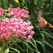 Swamp Milkweed, Hummingbird moth Steve Johnson, brainerd,.jpeg