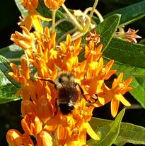Butterflyweed-Steve Johnson