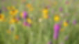 Upland Dry Prairie Shortgrass Seed Mix