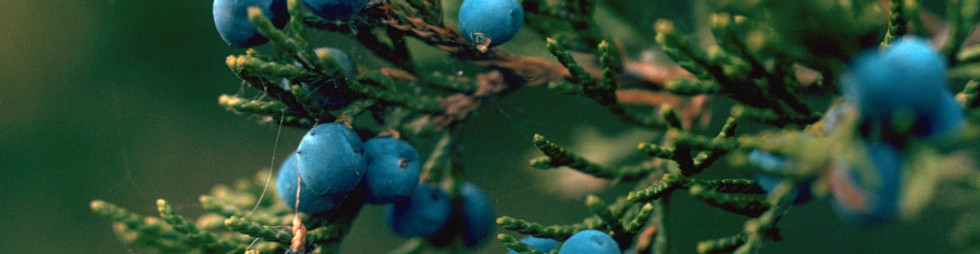 Eastern Red Cedar 2.jpg