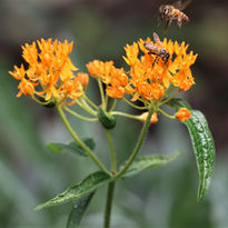 butterfly weed- C Neifert StCloud.JPG
