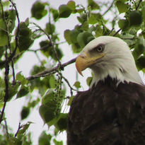 Eastern Cottonwood Tree with Bald Eagle by Ashley Marx