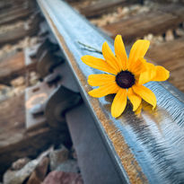 Black eyed Susan by Sami Rice