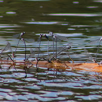 Tree Log with Damselflies by Sami Rice