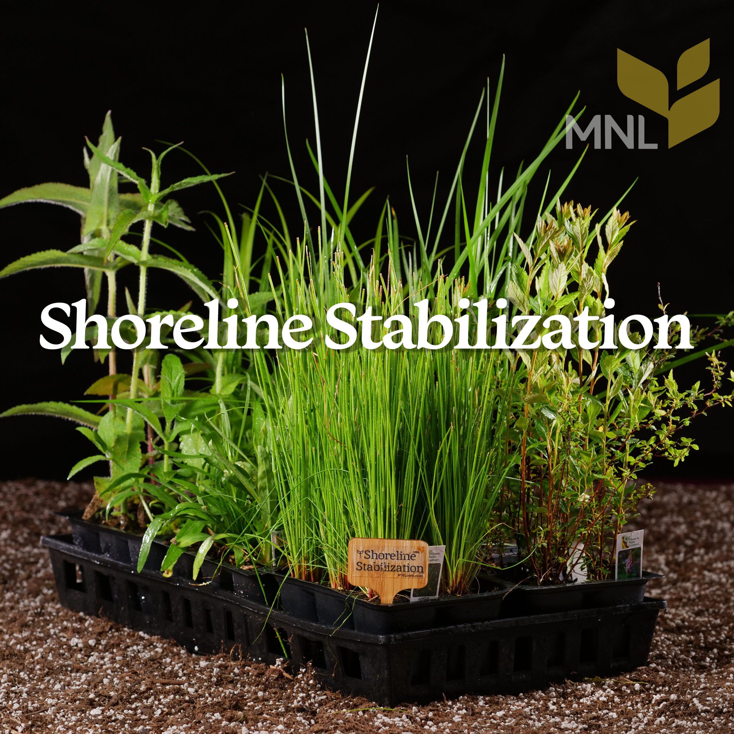 Shoreline Stabilization Plant Kit
