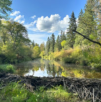 Trees with Lake by Sami Rice
