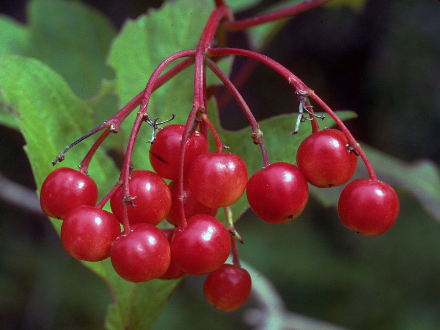 Thumbnail: Cranberrybush, American