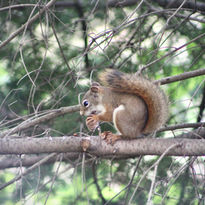 White Pine with Squirrel by Ashley Marx