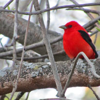 Green Ash Tree with Scarlet Tanager by Ashley Marx