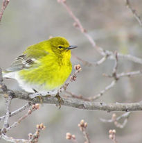 Northern Pin Oak with Warbler by Ashley Marx