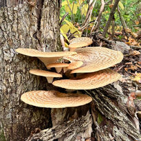 Tree with Mushrooms by Sami Rice