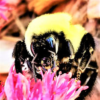 Spirea - Steeplebush and Bumblebee Kate Stephany