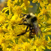 False Dandelions with Bee by Sami Rice
