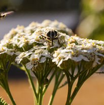 Yarrow 1-Sheila Boldt.jpg