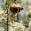 Thumbnail: Wild Plum (American)