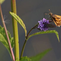 Blue Vervain- Courtney Neifert