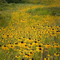 Black eyed Susans by Sami Rice