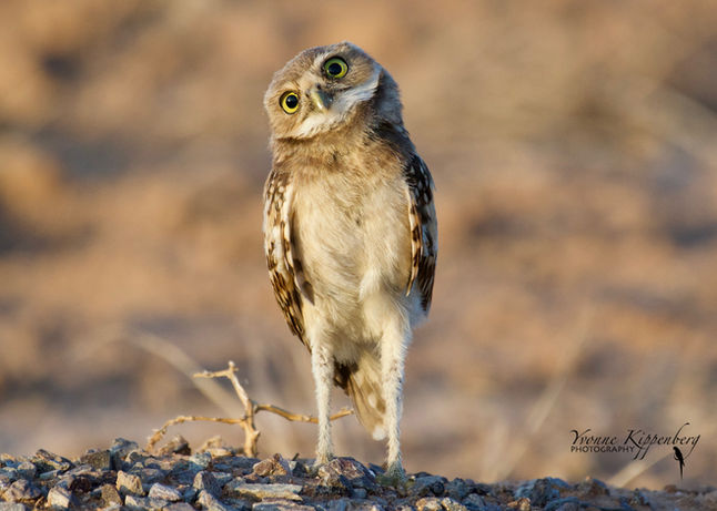 The Burrowing Owl