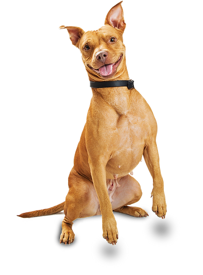 pag05_Cachorro.png