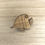 Miniature : Broche poisson en bois gravé