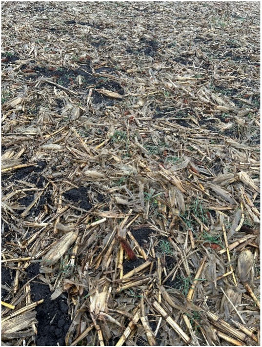 Photo of Winter Cereal Rye and Winter Camelina