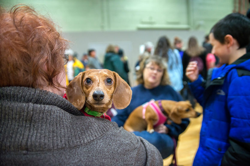 Doxie Derby