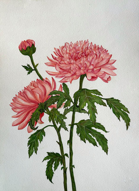 Chrysanthemum