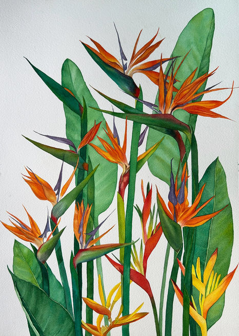 Birds of Paradise