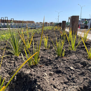 Seawall mass planting