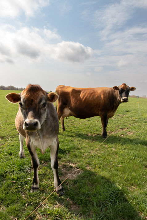 Cows in a pasture on a sunny day