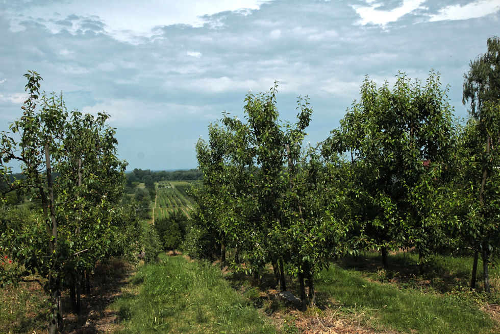 krajobraz-urzecza-sady-owocowe-na-łurzycu