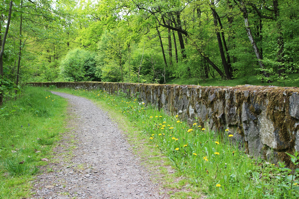 szlaki piesze na śląsku, pszczynka, dzika promenada, zwierzyniec, pszczyna, ekoturystyka na śląsku
