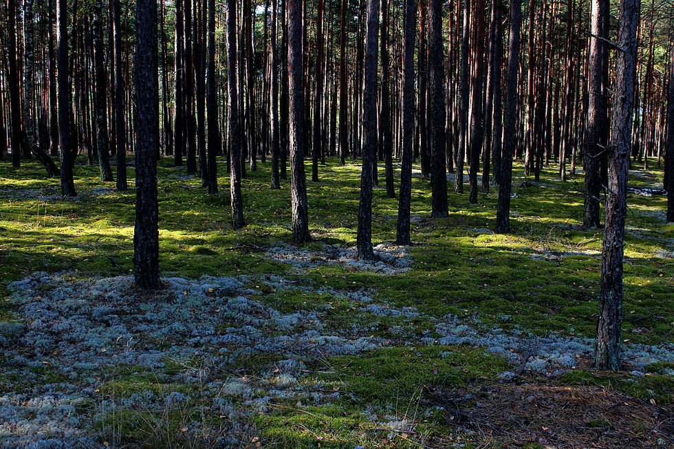 Ekoturystyka, Bory Tucholskie, podróże, las