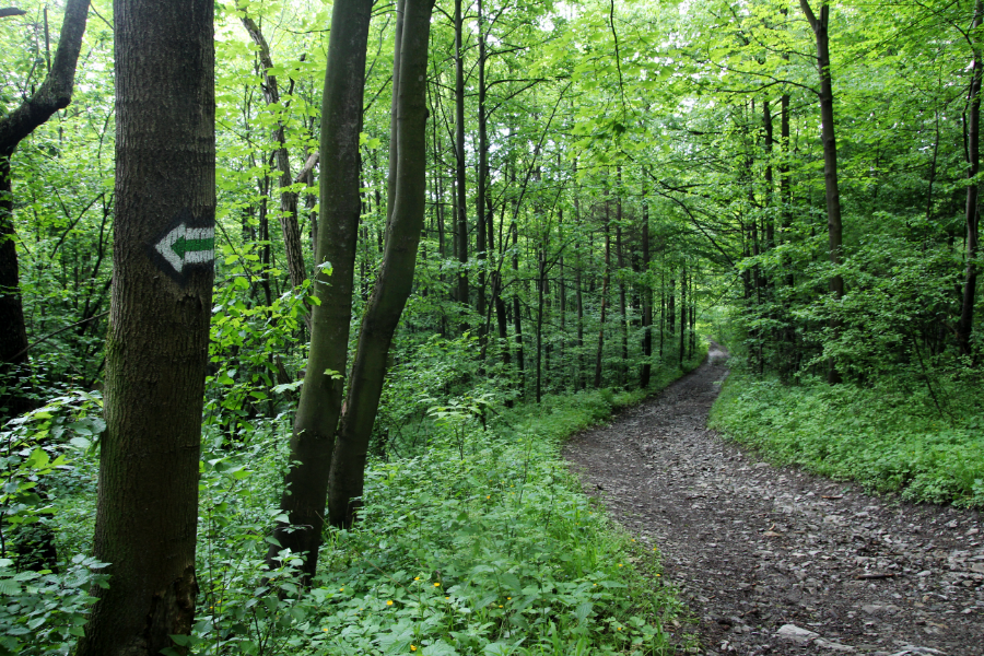 zielony szlak, goleszów, czantoria, las, pogórze cieszyńskie
