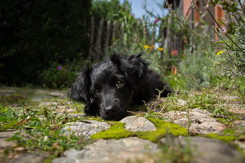 Welpengruppe Hundetraining Schneemann