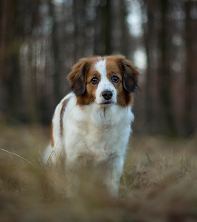 Hundetraining Schneemann Kooikerhondje