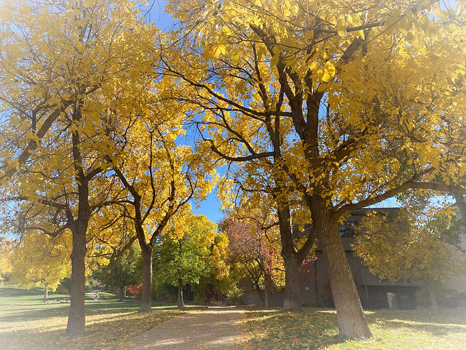 autumn trees_edited.jpg
