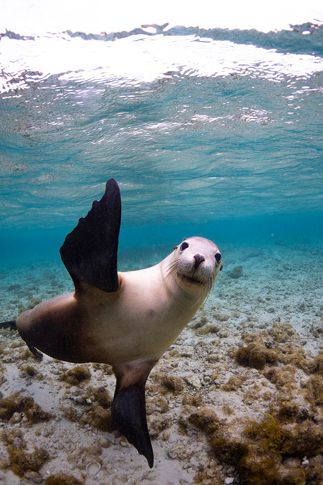 Friendly Seals at Hopkins Island