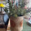 Thumbnail: Water Hyacinth Pail Planter