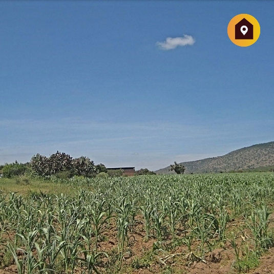 Miniatura: #Venta 470ha a pie de Carretera, Ojuelos de Jalisco