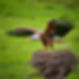 landing eagle with nest and some green background .jpg