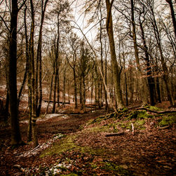 Landscape - wood