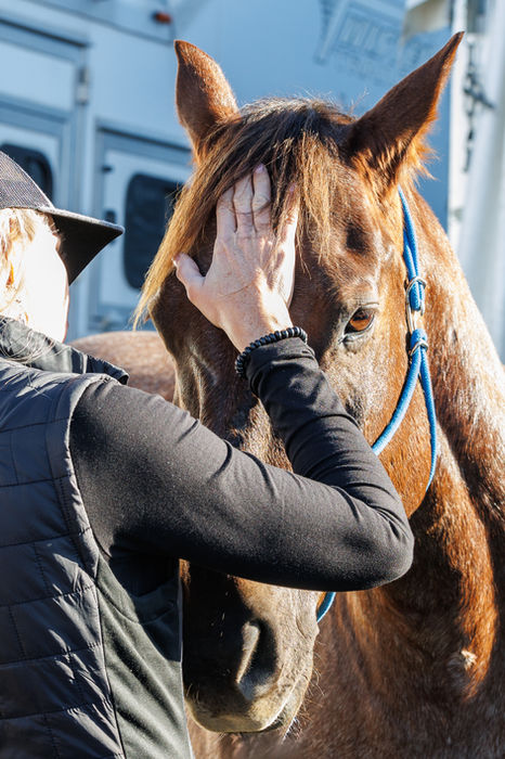 A lady petting a horse's face.