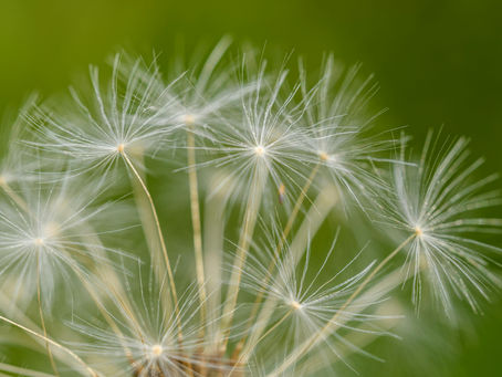 Graines de pissenlit dans la nature sur fond vert