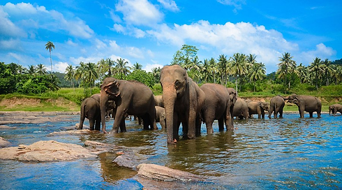 pinnawala
