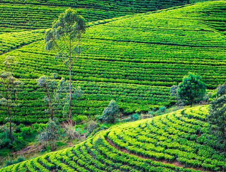 NUWARAELIYA