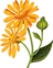 Arnica Icon